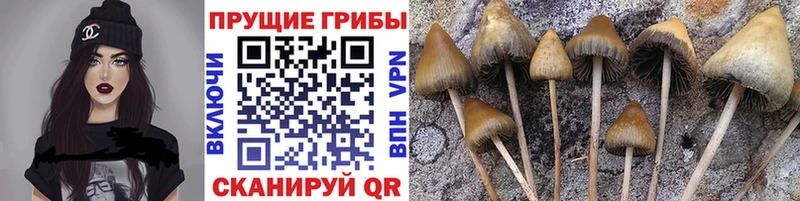 Псилоцибиновые грибы GOLDEN TEACHER Калачинск